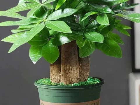 发财树的种植方法和注意事项