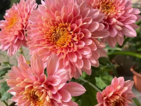 大丽花的花语及介绍