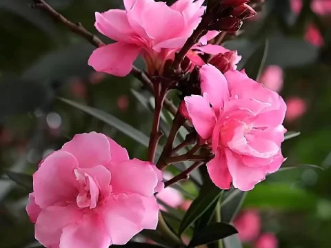 夹竹桃的养殖方法和注意事项