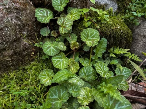 虎耳草的种植方法和注意事项