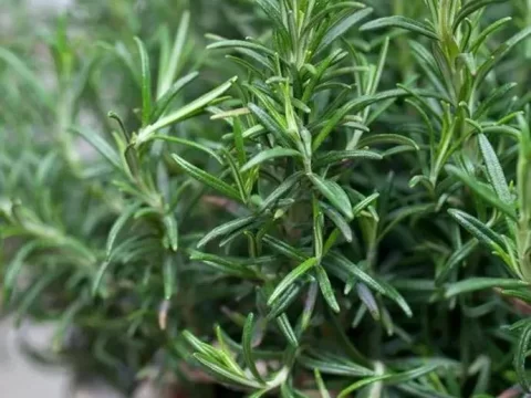 迷迭香的种植方法和注意事项
