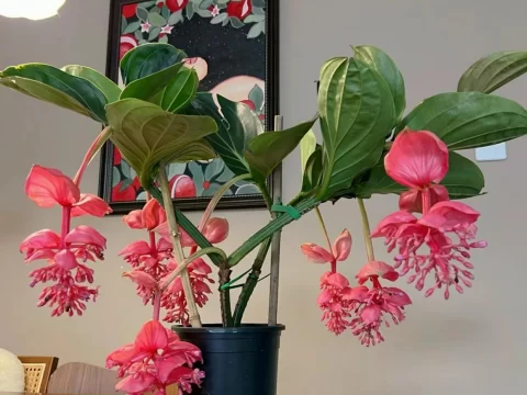 宝莲灯花的养殖方法和注意事项