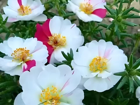 大花马齿苋（太阳花）的养殖方法和注意事项