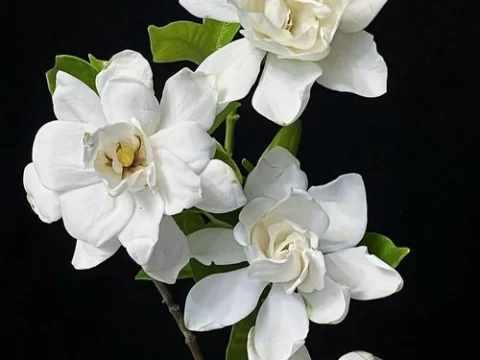 栀子花的养殖方法和注意事项