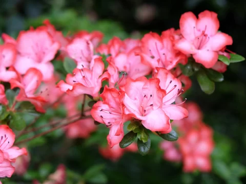 杜鹃花叶子发黄的原因及其解决方法