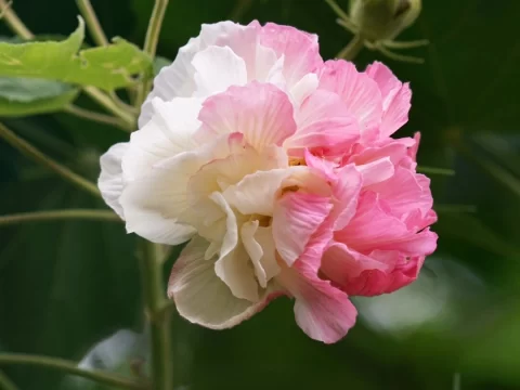 木芙蓉的养殖方法和注意事项