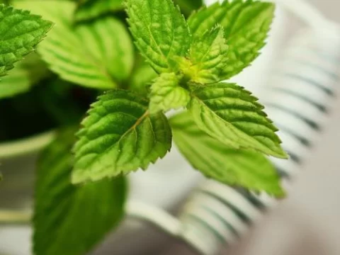 薄荷的种植方法和注意事项