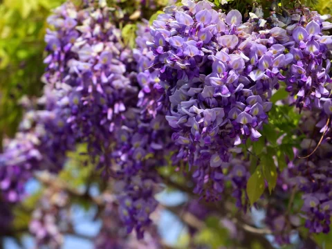 紫藤花的花语：浪漫与坚韧的交织