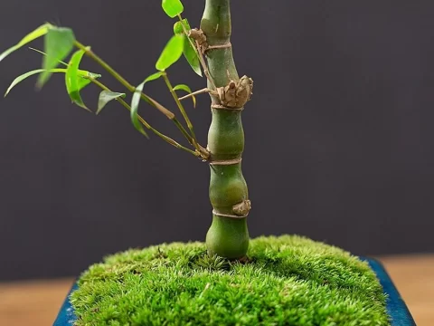 佛肚竹的种植方法和注意事项