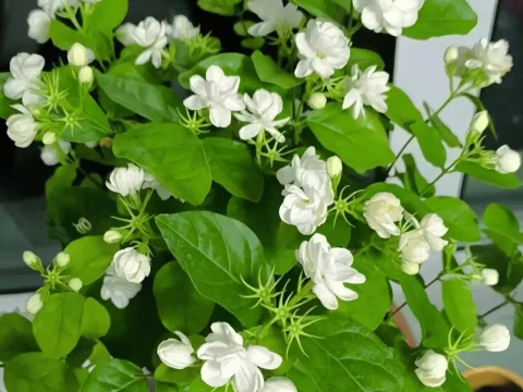 卧室里适合放什么植物和花？科学选择提升健康与舒适度
