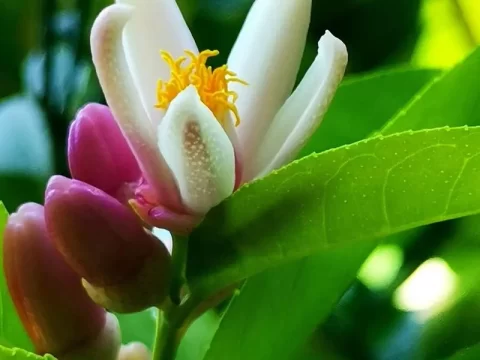 柠檬什么时候开花结果？揭秘生长周期与养护要点