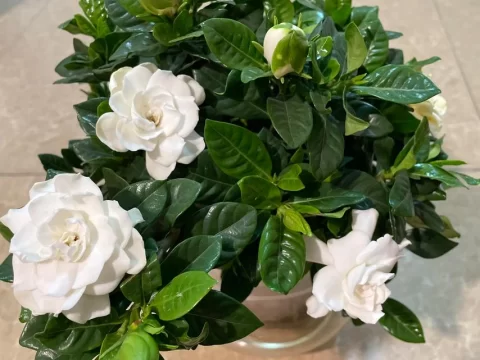 栀子花几天浇一次水？科学养护助你养好栀子花