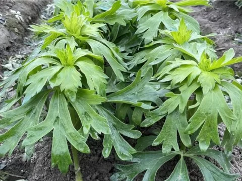 附子是什么植物？千年毒草变良药的生存智慧（附鉴别指南）