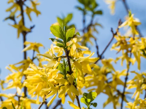 连翘树公母区别全解析：从花到果的识别指南