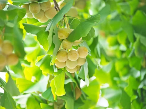 银杏的寓意与象征：跨越千年的生命哲思与人文情怀