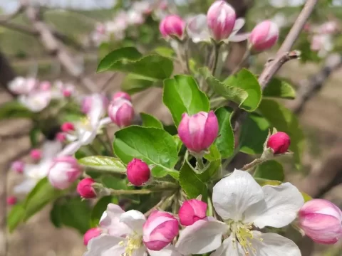 苹果开花期适宜的温度是多少？