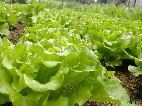 二月份生菜种植指南：时间、方法及管理要点