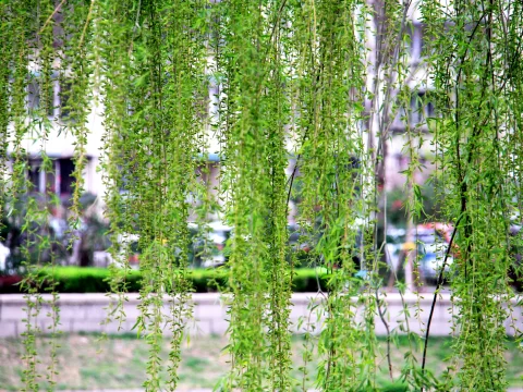 柳树发芽的季节：揭秘春日新绿的奥秘