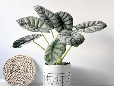 客厅养什么绿植好？十种高颜值又好养护的绿植推荐