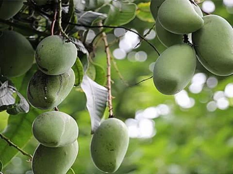 芒果树耐寒温度解析：不同树龄的极限与科学防护措施
