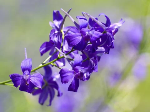 千鸟草的花语是什么？