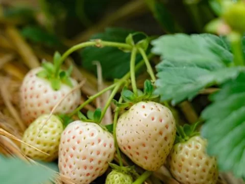 奶油草莓一年四季都结果吗？揭秘种植技术与果实周期
