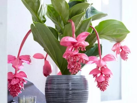 宝莲灯花好养吗？掌握这些技巧，新手也能养出“花中贵妇”