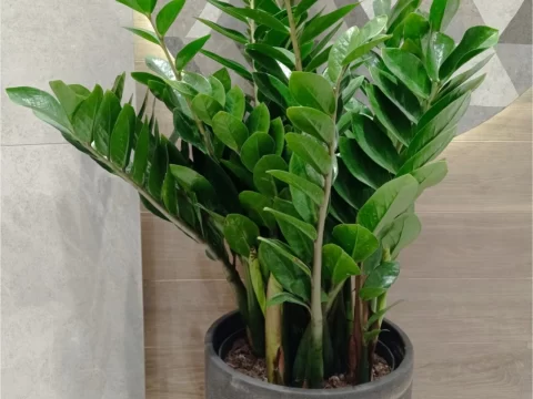 玄关放什么绿植最好？十大推荐打造家居“好运入口”