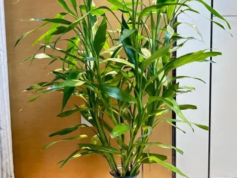 富贵竹多久换一次水？科学养护指南+避坑技巧全解析
