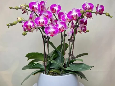 蝴蝶兰什么时候长出花剑？掌握关键因素，轻松促花有技巧