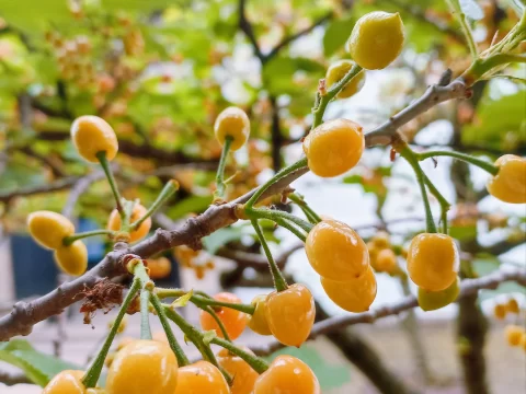 樱桃树几年才能开花结果？科学解析与养护指南