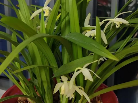 兰花种植时间和方法及注意事项全解析