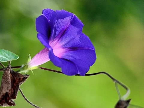 牵牛花与夕颜花的区别：从形态到文化的全面解析
