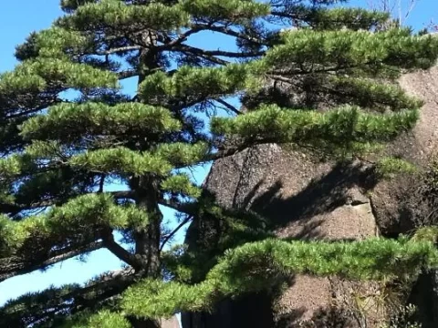 青松生长在高原还是悬崖？在高原与悬崖之间书写生命答案