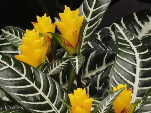 丹尼亚单药花（斑马花）的养殖方法与注意事项