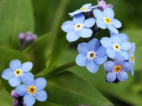 勿忘我的花语与寓意：永恒记忆中的深情与浪漫