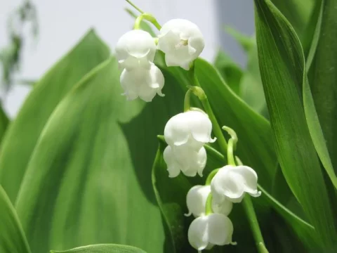 铃兰花的花语与寓意：纯洁、幸福与永恒的象征