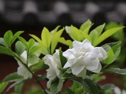 桅子花怎样养长得好？掌握这6大关键技巧，轻松打造爆盆花海