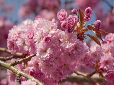 樱花：春日里的浪漫与诗意