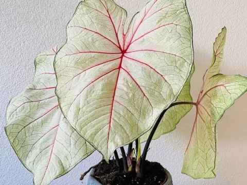 花叶芋的养殖方法和注意事项