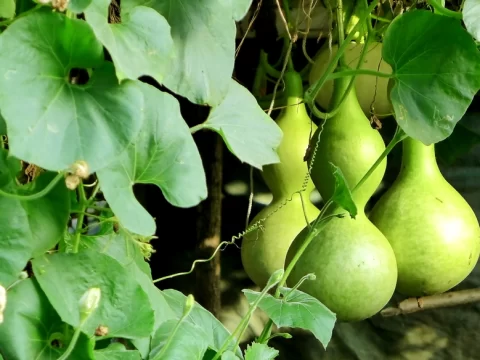 几月种葫芦最合适？南北方种植时间及技巧全解析