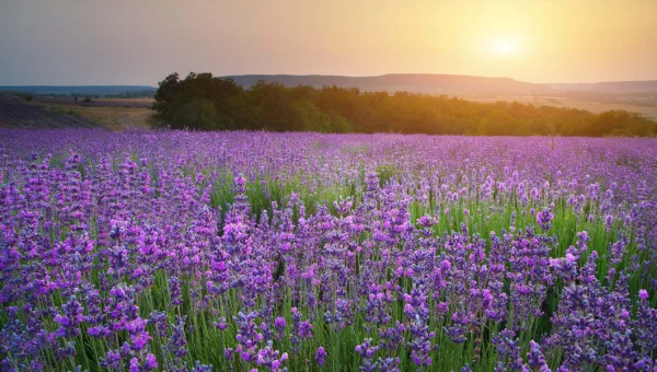 薰衣草种子直接撒地里能活吗？科学种植指南与实操建议