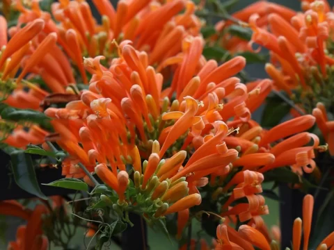 炮仗花的种植方法和注意事项