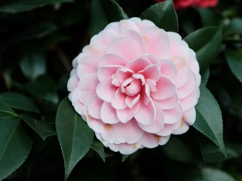 山茶花开花时间全解析：几月绽放？如何延长花期？