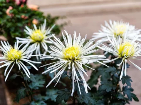 白松针菊花：清雅如雪，花型独特的珍稀名菊
