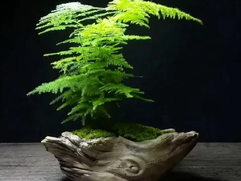 文竹黄叶的原因及处理方法