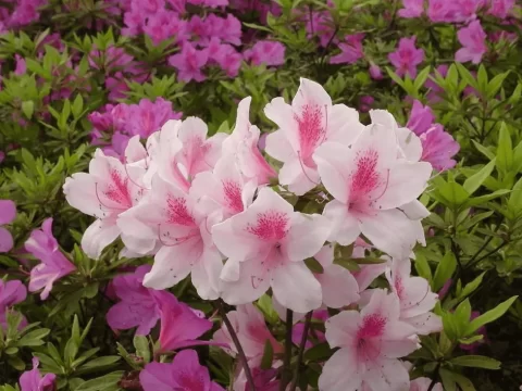 杜鹃花养殖方法和注意事项