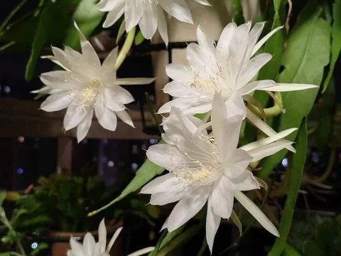 昙花的特点：月下惊鸿一瞬绝美