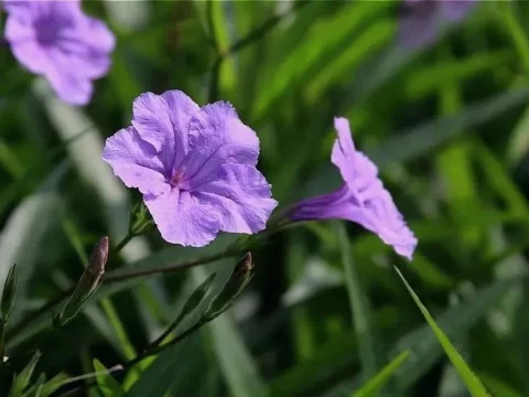 蓝花草的养殖方法和注意事项
