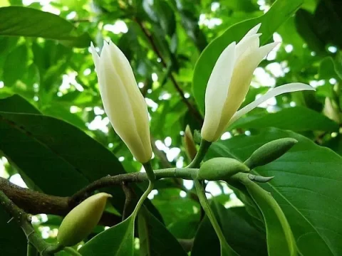 西双版纳市花：缅桂花——热带雨林中的芬芳使者